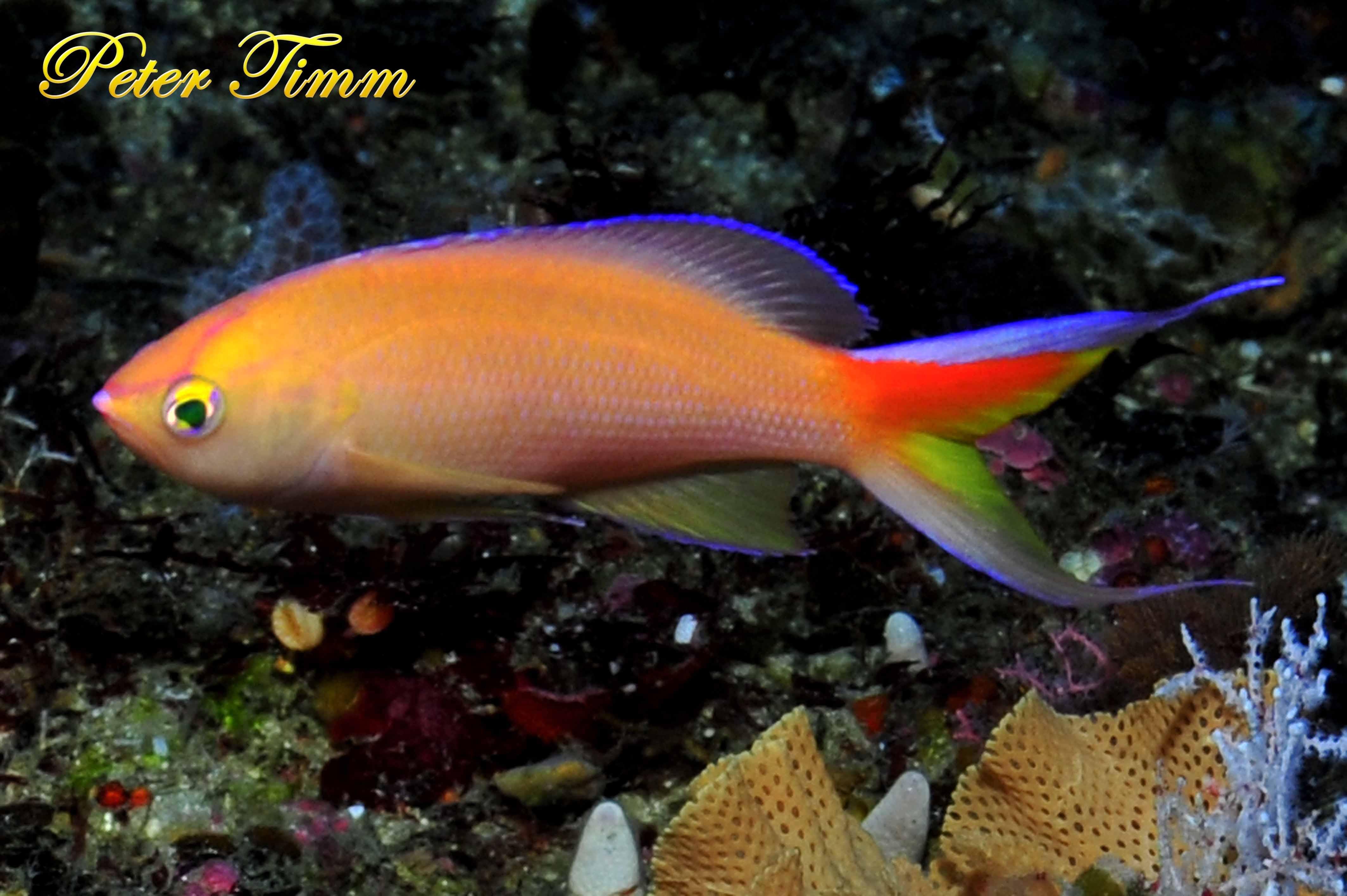 The lunate goldie, Pseudanthias lunulatus, a new species record for South Africa. Photo: Peter Timm