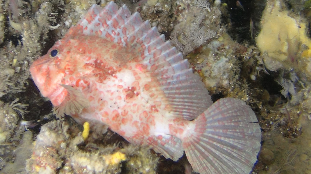This waspfish photographed in the marine canyon off KZN represents a new range extension for this species in South Africa. Picture: Ryan Palmer, ACEP