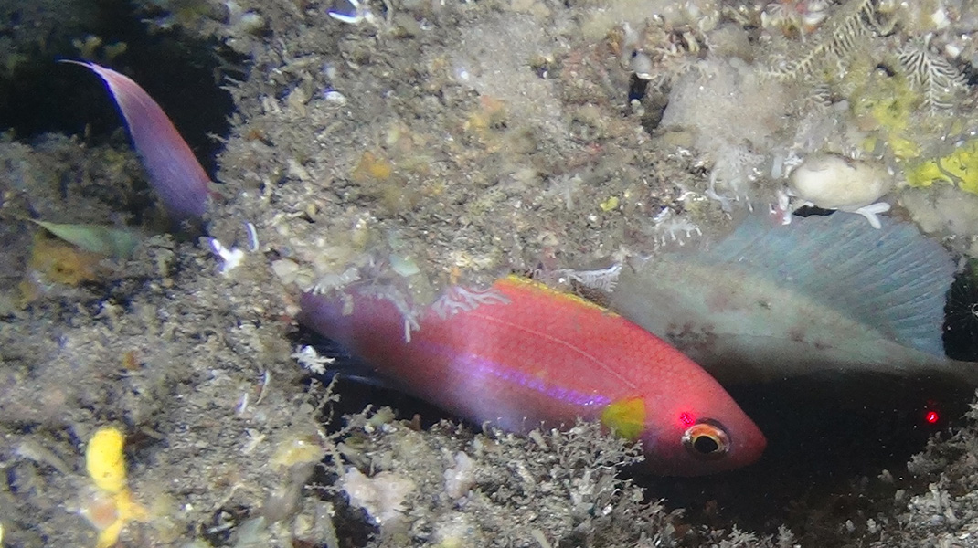 The Indian Bunquelovely, Symphysanodon xanthopterygion, from KZN, a range extension for this species and a new species record for SA. Picture: Ryan Palmer, ACEP